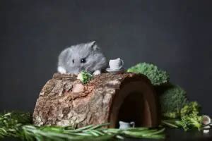 hasmter|9 Essential Hamster Habitat Tips You Should Know